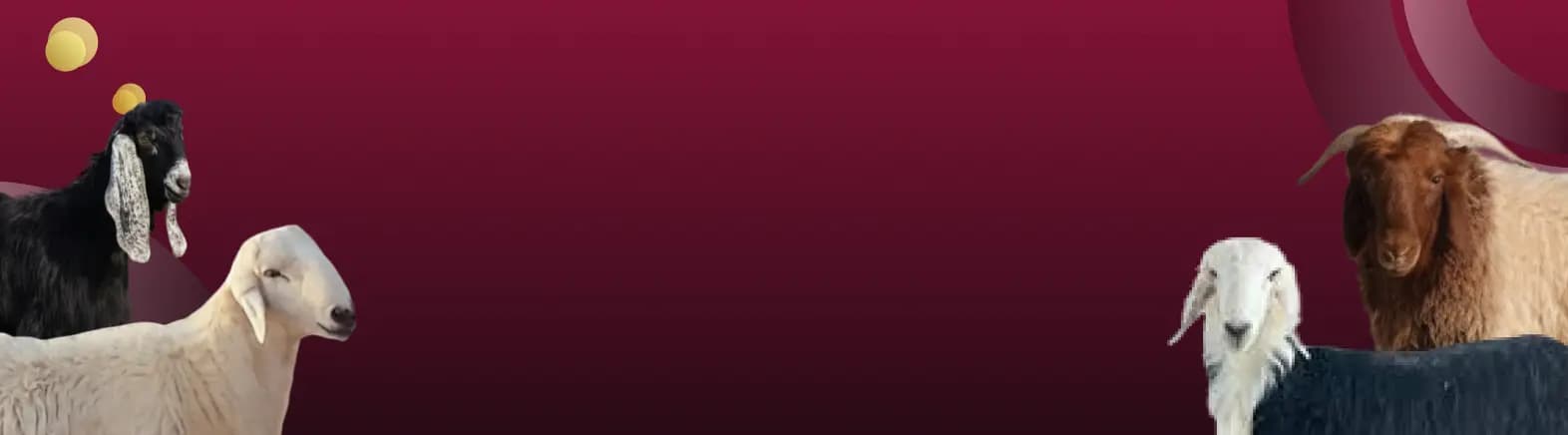 قسم الذبائح